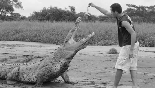 20151116-feeding-crocodile-768x435