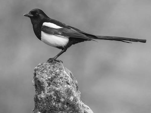 magpie